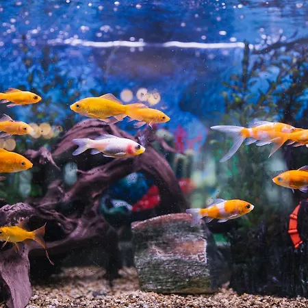 Hotel Elegant Lux Bansko