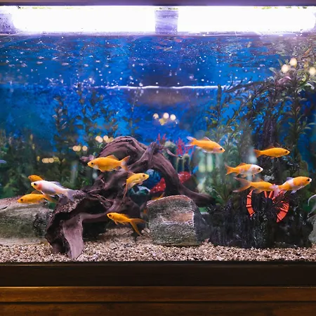 Elegant Lux バンスコ